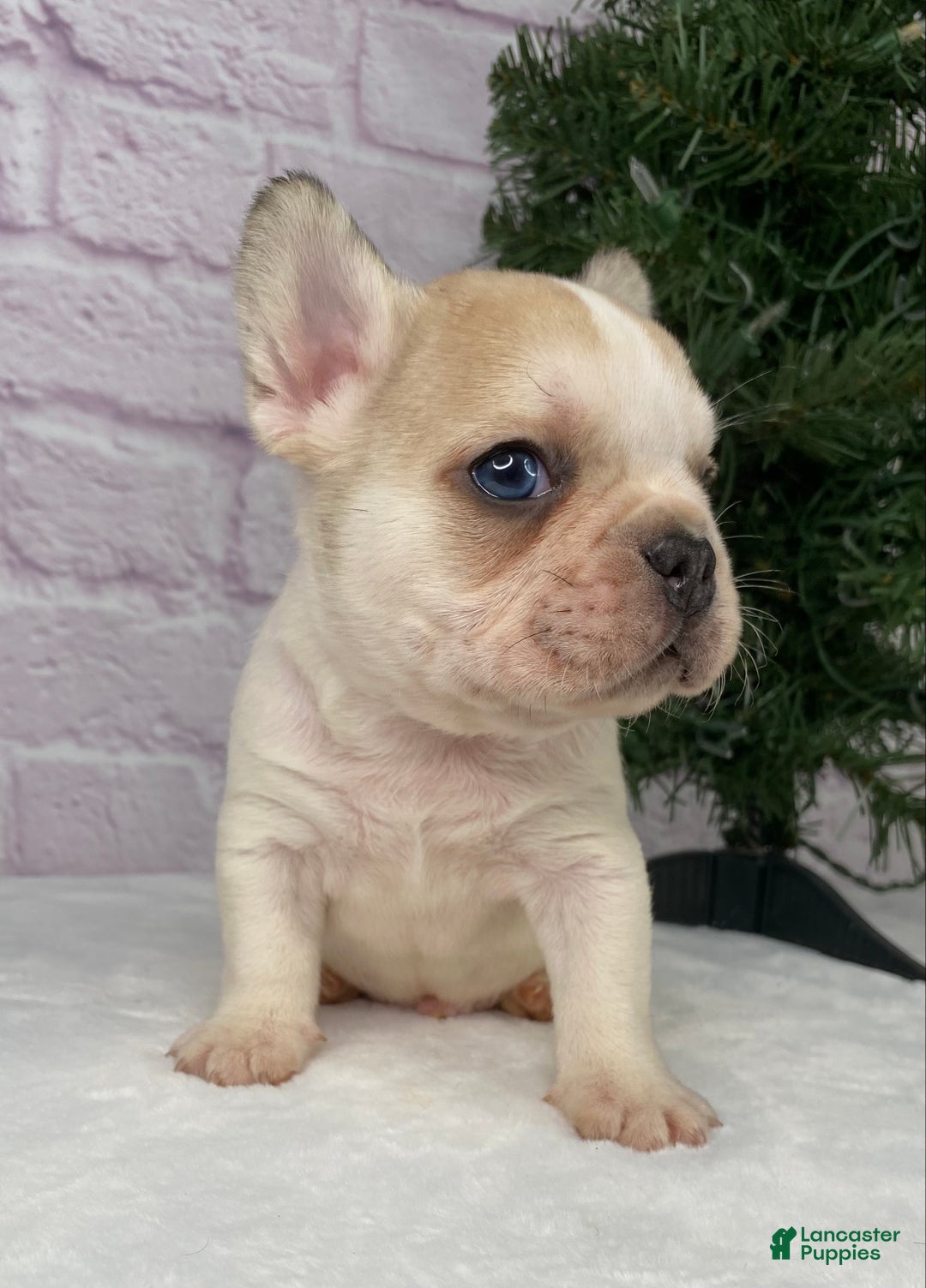 French Bulldog dogs for sale: Rambo  - Ad 4