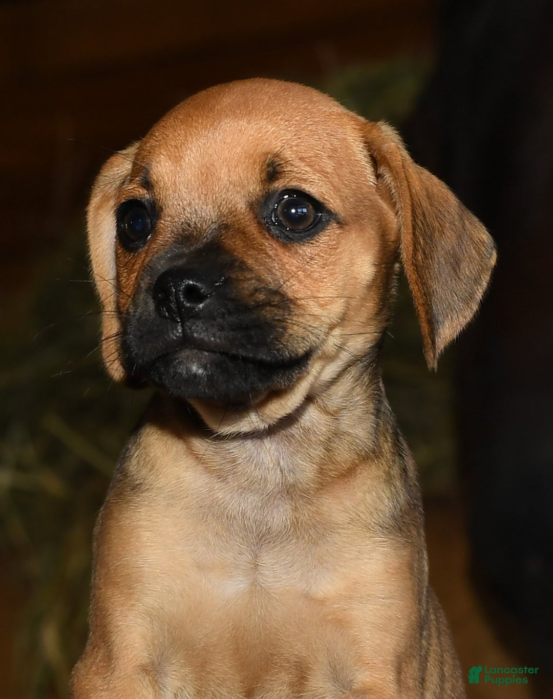 Puggle dogs for sale: Nick - Image 6