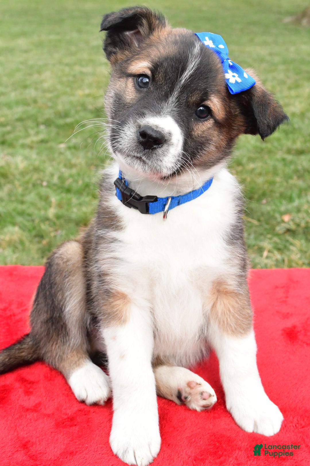 Mixed Breed dogs for sale: Max - Ad 8