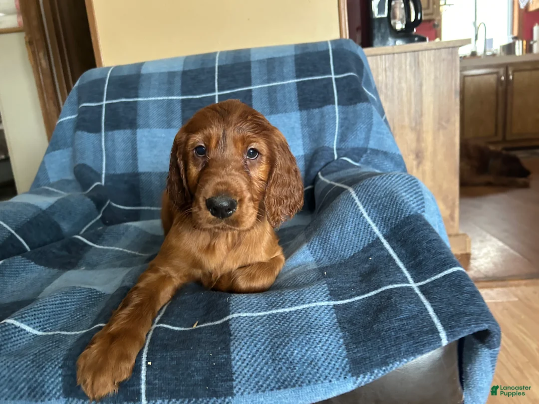 Irish Setter dogs for sale: Irish Setter male orange collar - Ad 1