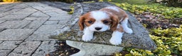 Cavalier King Charles Spaniel dogs for sale: Val - Ad 12