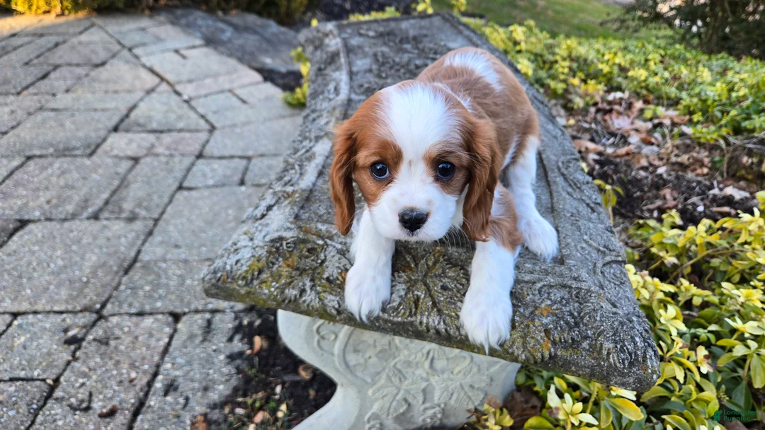 Cavalier King Charles Spaniel dogs for sale: Val - Ad 12
