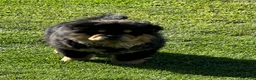 Chow Chow dogs for sale: Teddy  - Ad 12