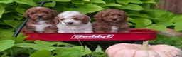 Mini Goldendoodle dogs for sale: Ginger  - Ad 16