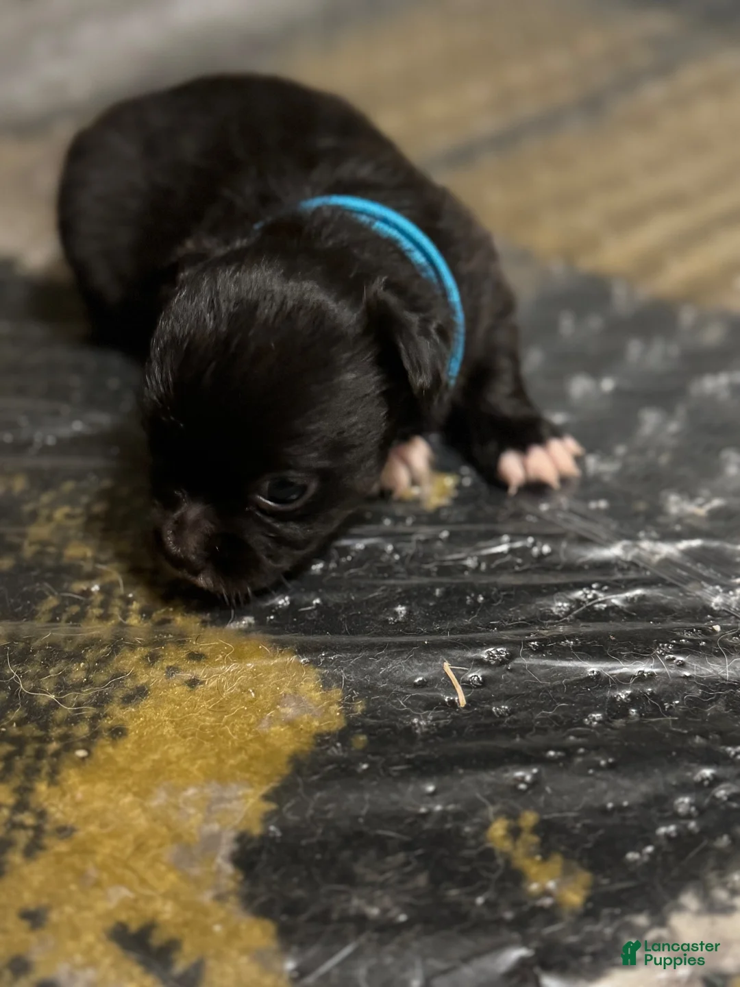 Chihuahua dogs for sale: Chihuahua 2 - Ad 9