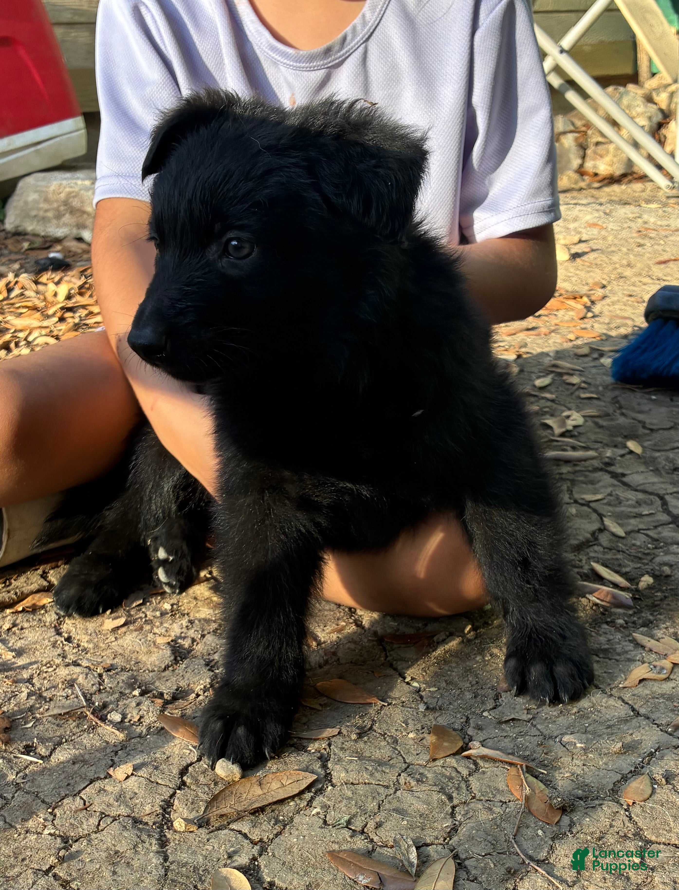 German Shepherd dogs  Puppy 5 - Ad 39