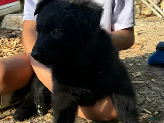 German Shepherd dogs Puppy 5 - Ad 39