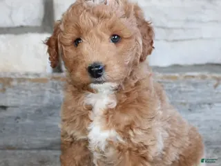 Mini Goldendoodle dogs for sale: Mini Goldendoodle Puppy 1 - Ad 1