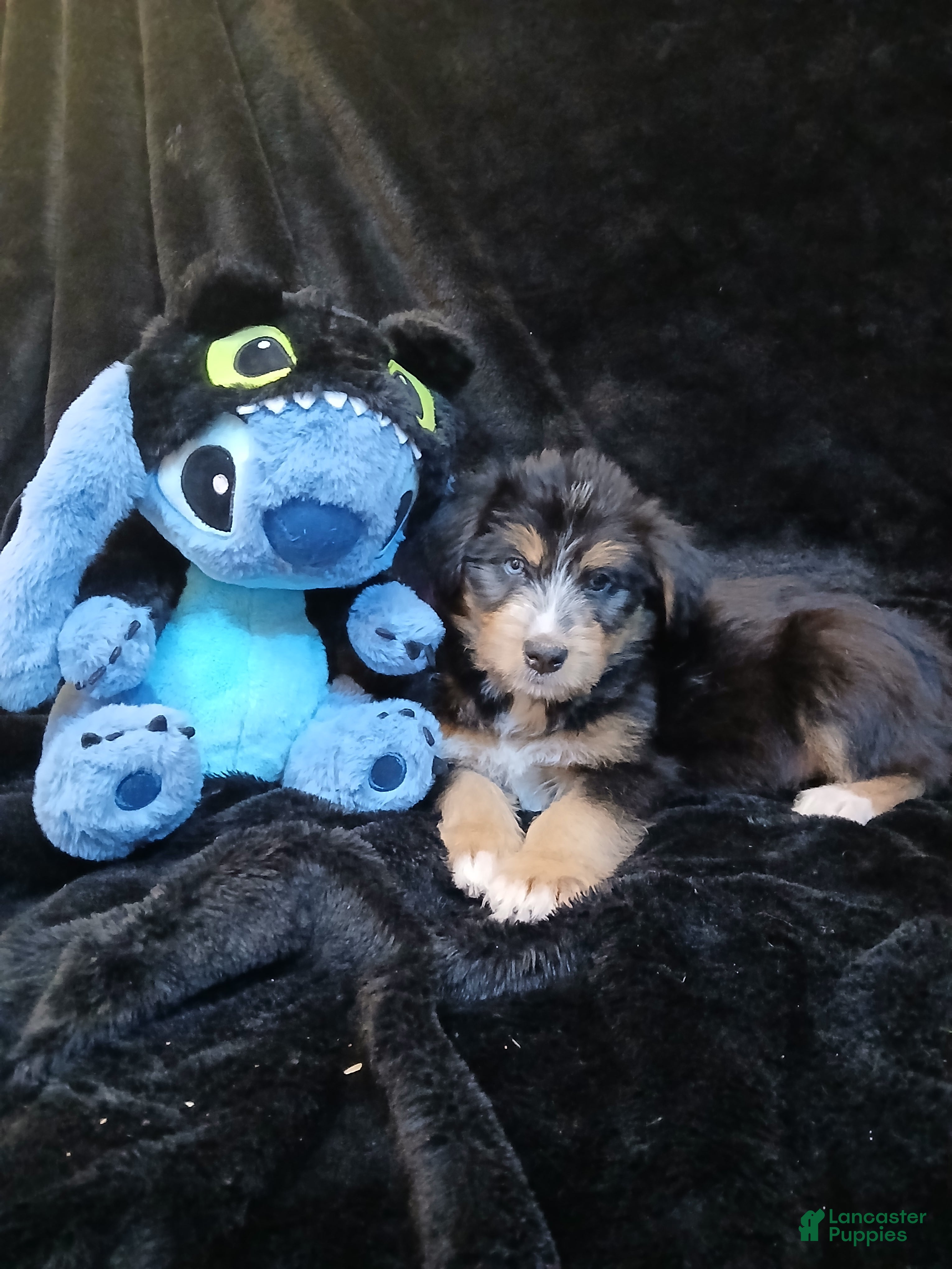 Bernedoodle dogs Doll baby  - Ad 12