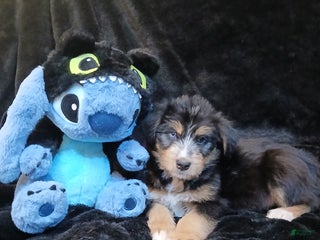 Bernedoodle dogs Doll baby - Ad 10