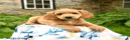 Cockapoo dogs for sale: Dash - Ad 2