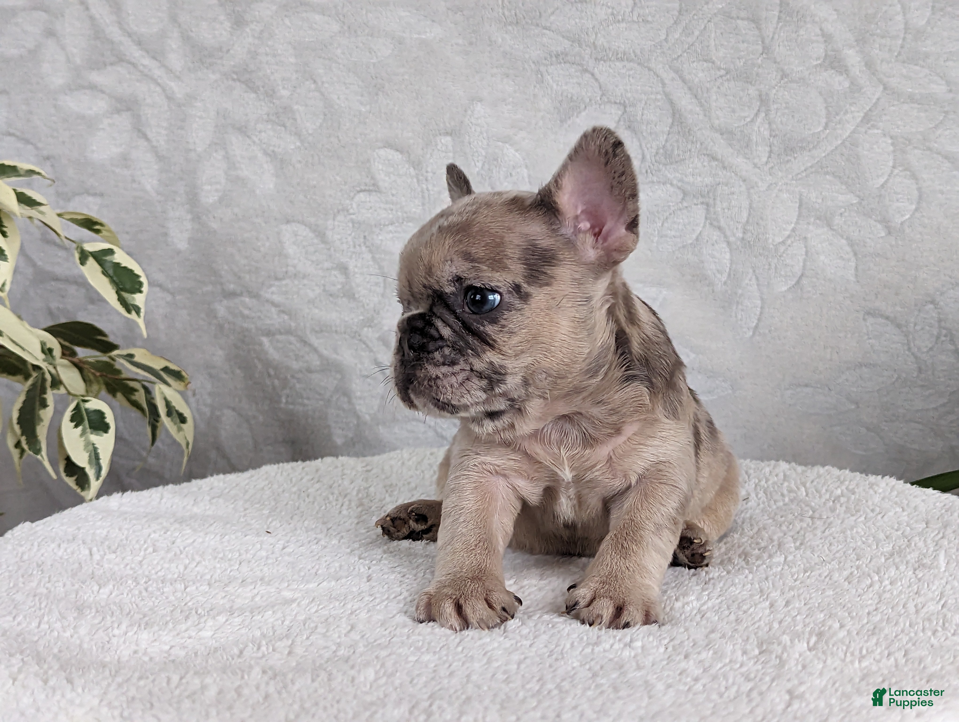 French Bulldog dogs Sophia - Ad 42