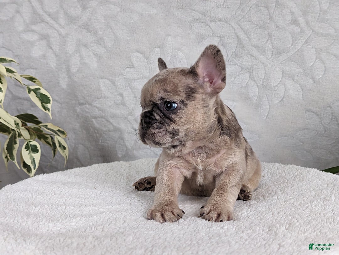 French Bulldog dogs for sale: Sophia - Ad 1