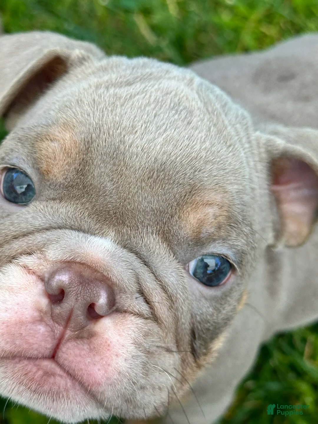 English Bulldog dogs for sale: English Bulldog 4 - Ad 2