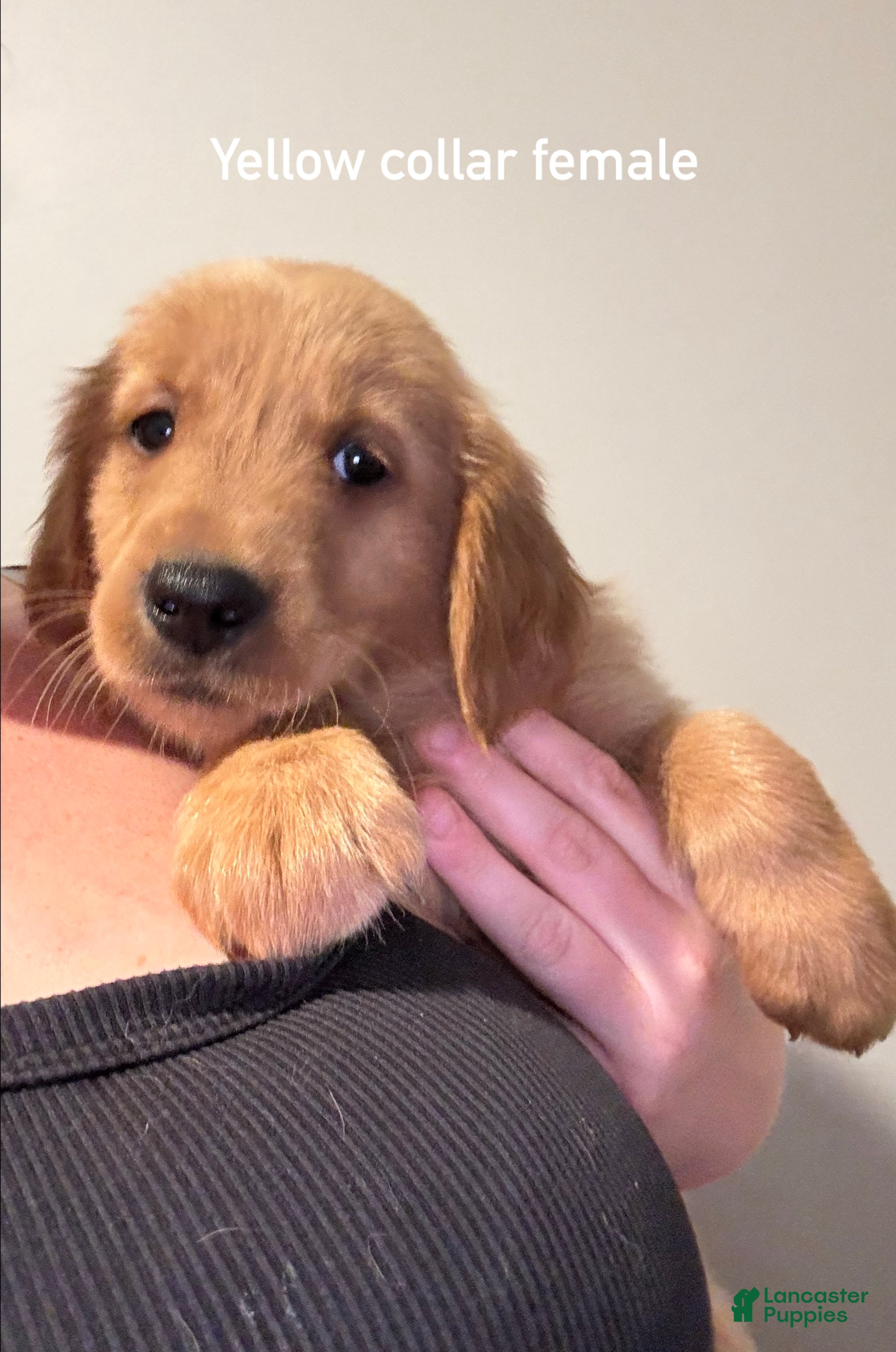Golden Retriever dogs Yellow collar Golden Retriever 4 - Ad 39