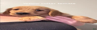 Yellow collar Golden Retriever 4