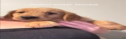 Golden Retriever dogs for sale: Yellow collar Golden Retriever 4 - Ad 1