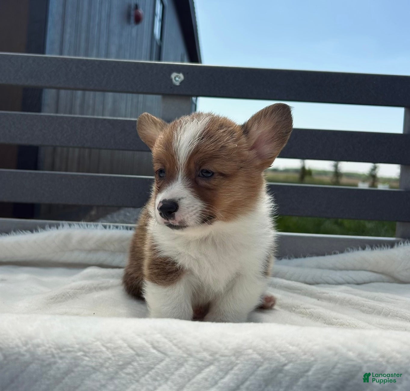 Welsh Corgi Pembroke dogs Blaise Welsh Corgi Pembroke Puppy  - Ad 2