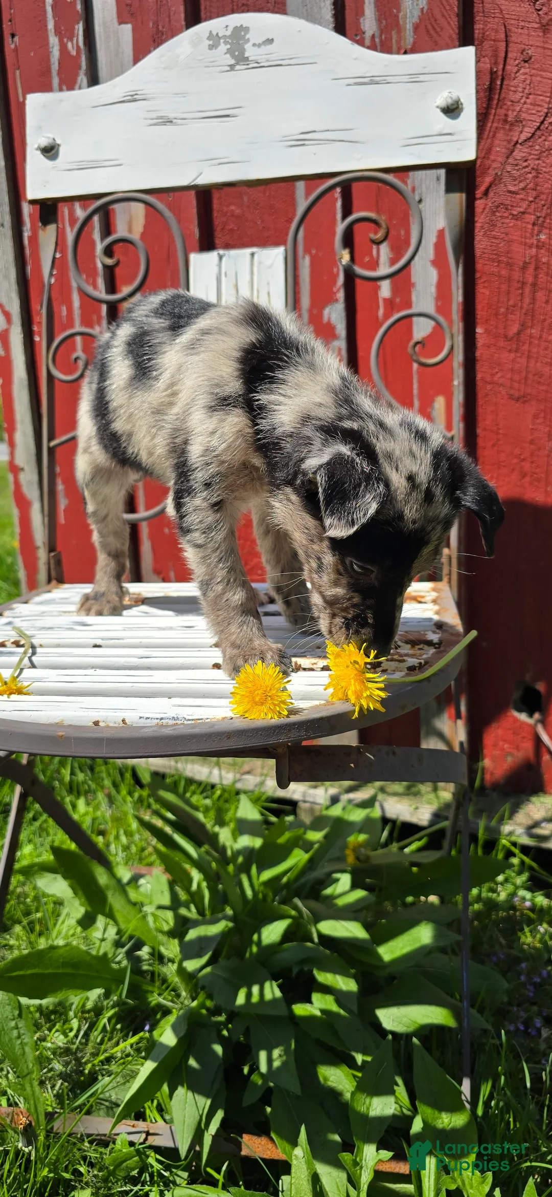 Mixed Breed dogs for sale: Gal - Ad 11