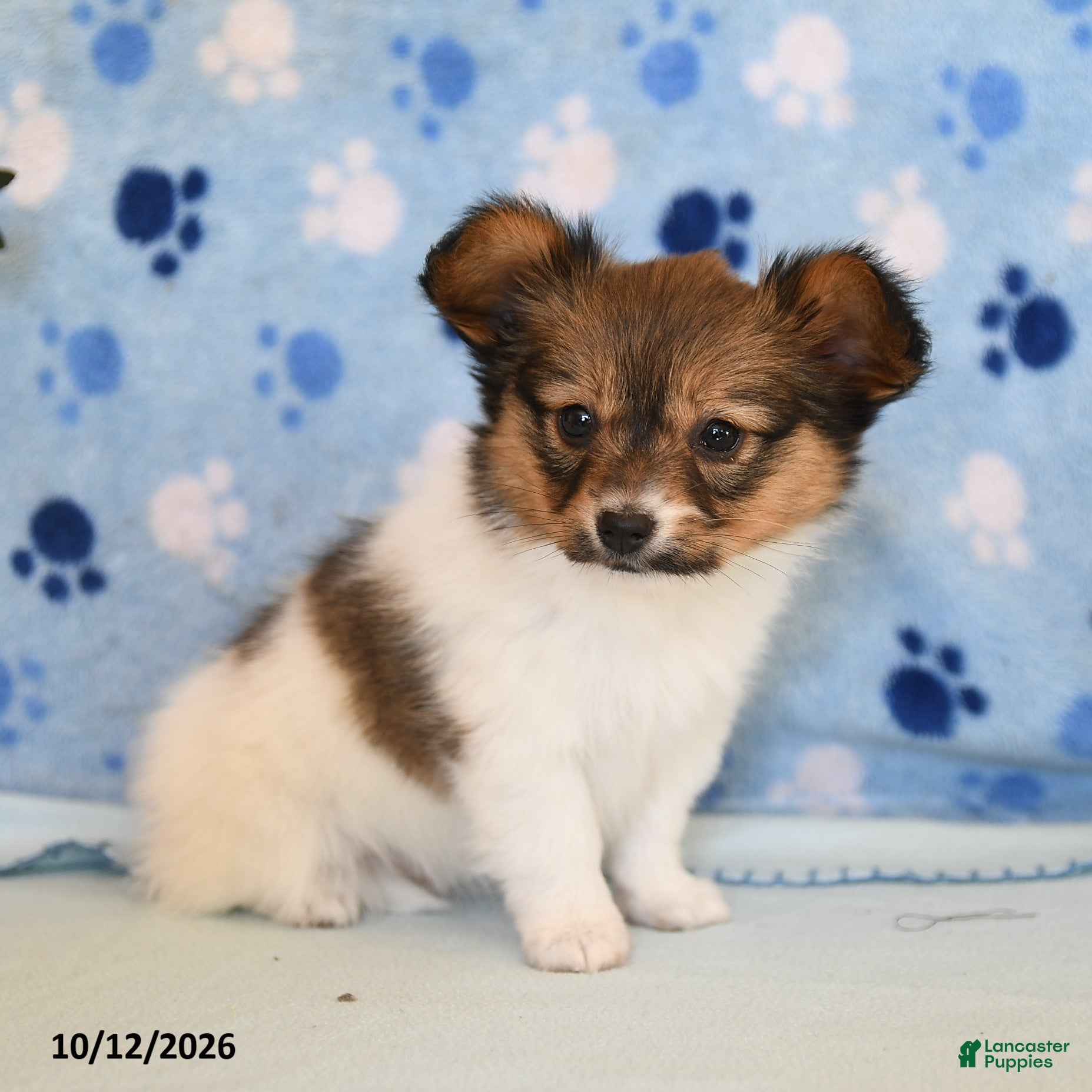 Papillon dogs for sale: Sheila - Ad 1