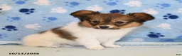 Papillon dogs for sale: Sheila - Ad 1