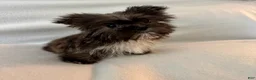 Shorkie dogs for sale: Sally - Ad 2