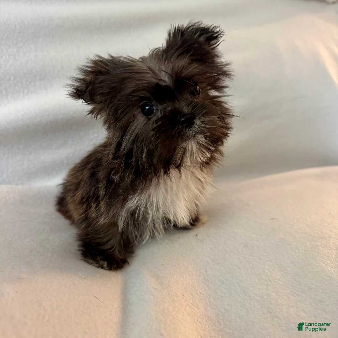 Shorkie dogs for sale: Sally - Ad 2