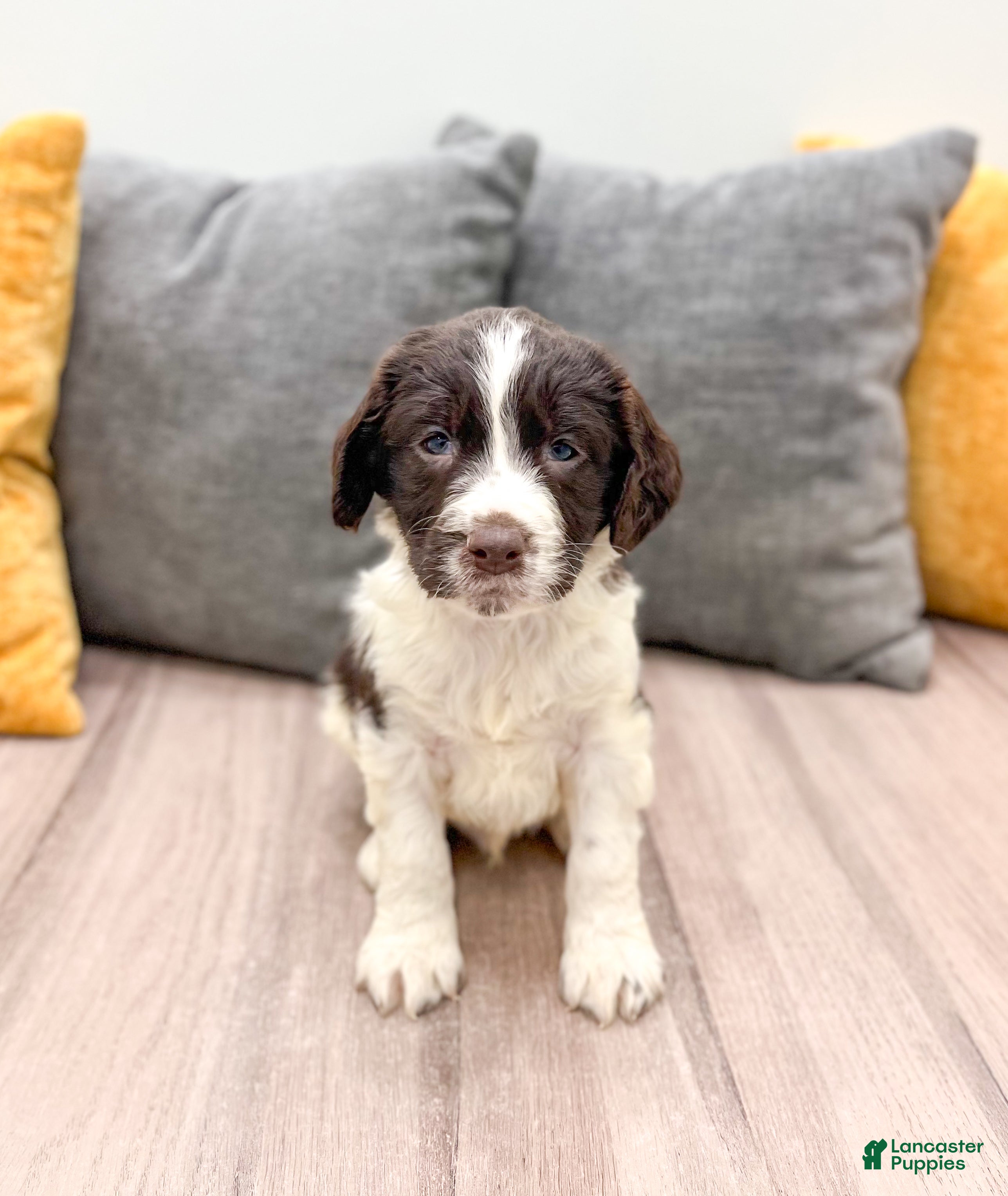 English Springer Spaniel dogs Earl - Ad 6