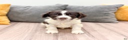 English Springer Spaniel dogs for sale: Earl - Ad 2