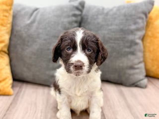 English Springer Spaniel dogs Earl - Ad 13