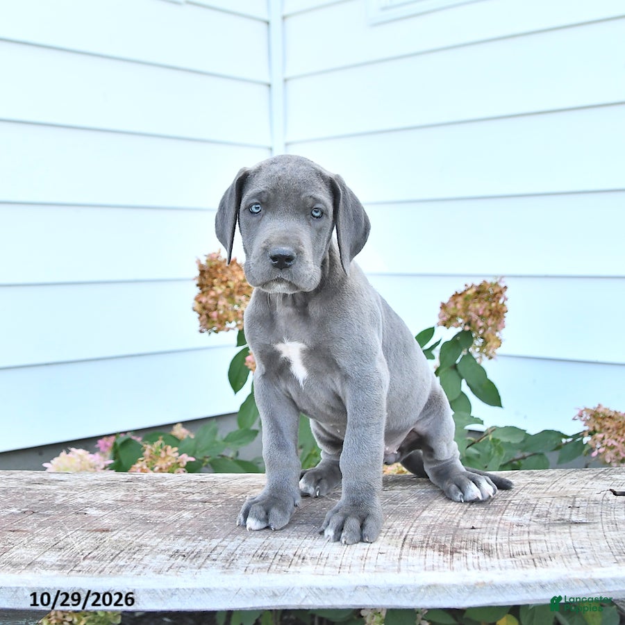 Great Dane dogs for sale: Lillie - Ad 1