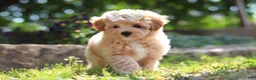Maltipoo dogs for sale: Posie - Ad 7
