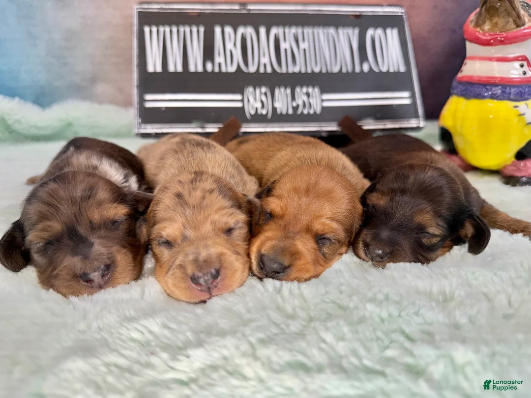 Miniature Dachshund dogs for sale: Smooth red male - Ad 2