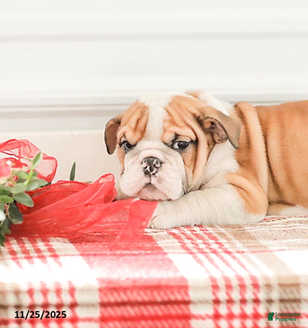 English Bulldog dogs for sale: Rob - Ad 13