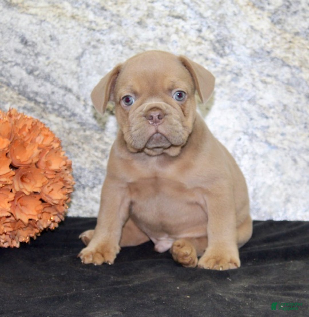 French Bulldog dogs for sale: Dallas - Ad 2