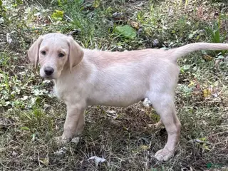 Labrador Retriever dogs ROCKY - Ad 28