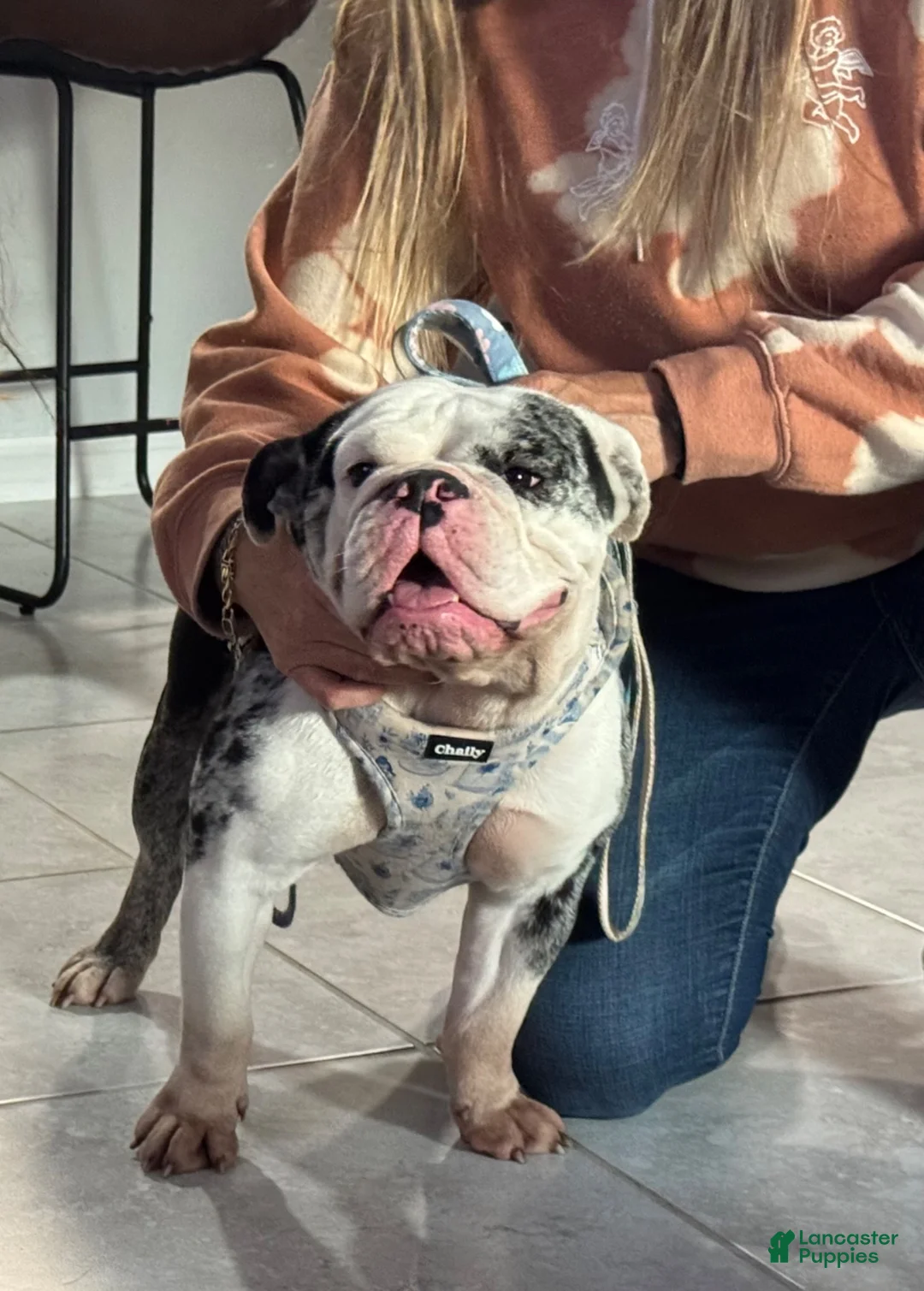 English Bulldog dogs for sale: English Bulldog 3 - Ad 3