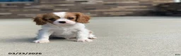 Cavalier King Charles Spaniel dogs for sale: Benny - Ad 4