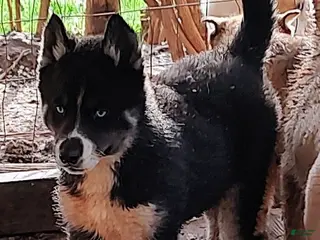 Siberian Husky dogs Siberian Husky Puppy 3 - Ad 12