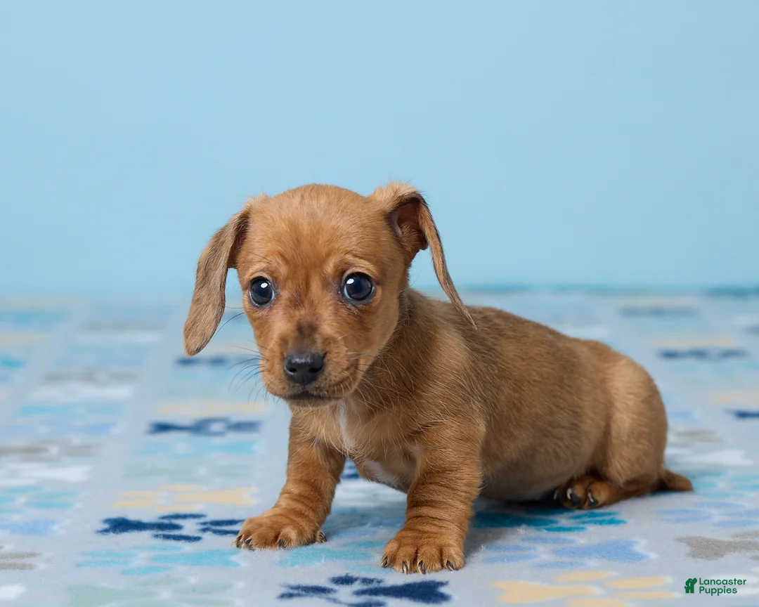 Miniature Dachshund dogs for sale: Daisy - Ad 2