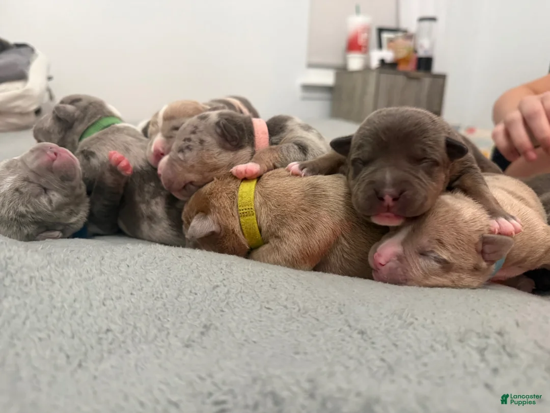 American Bully dogs for sale: Willow - XL American Bully Puppy  - Ad 18