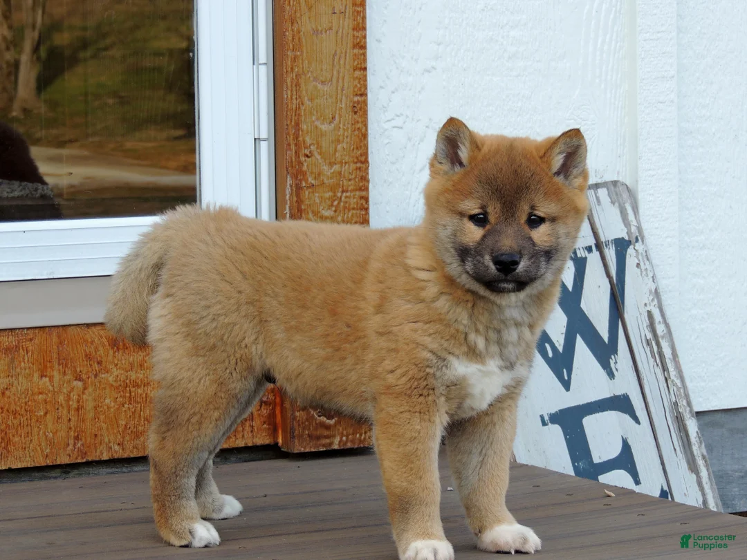Shiba Inu dogs for sale: BINGO - Ad 6