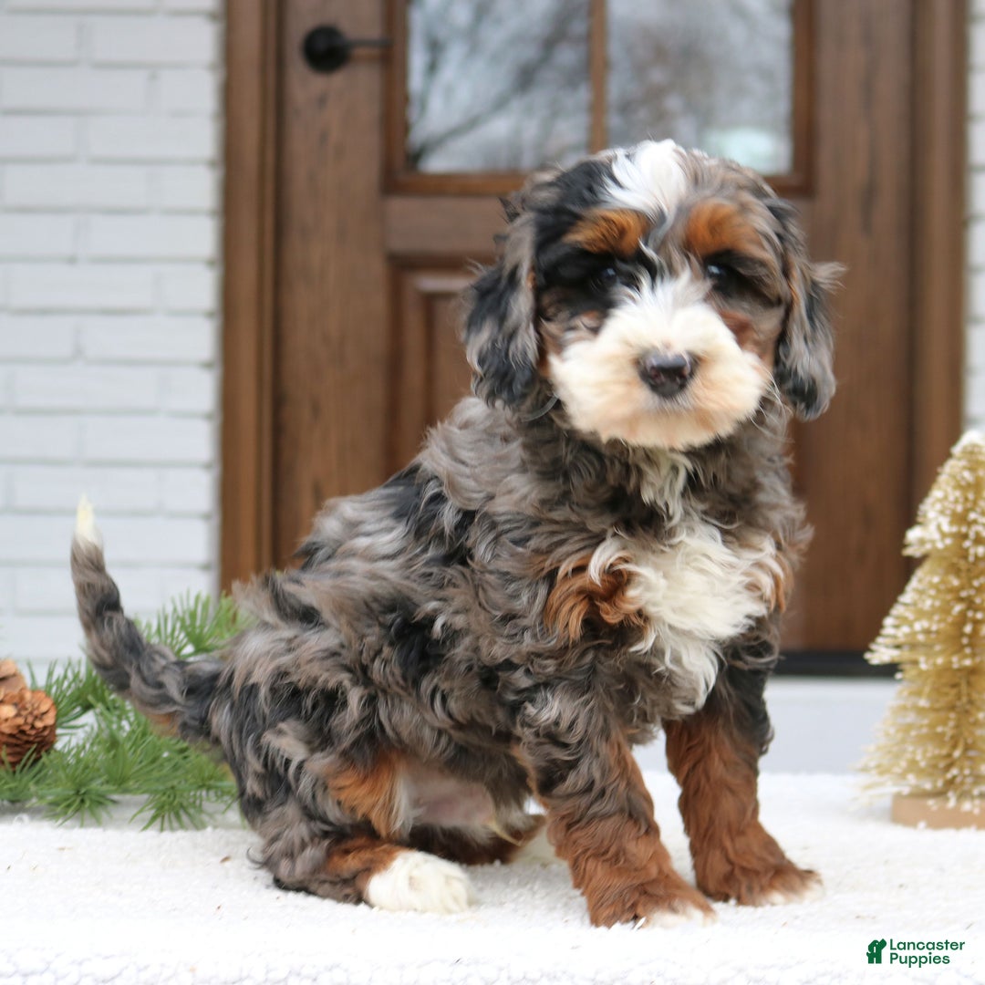 Mini Bernedoodle dogs for sale: Rhett  - Ad 3