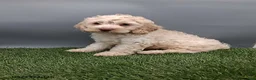 Cockapoo dogs for sale: Angie - Ad 3