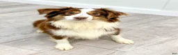 Miniature Australian Shepherd dogs for sale: Bingo - Ad 7