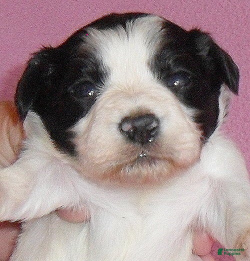 Mixed Breed dogs Roxie - Ad 9