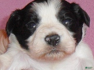 Mixed Breed dogs Roxie - Ad 28