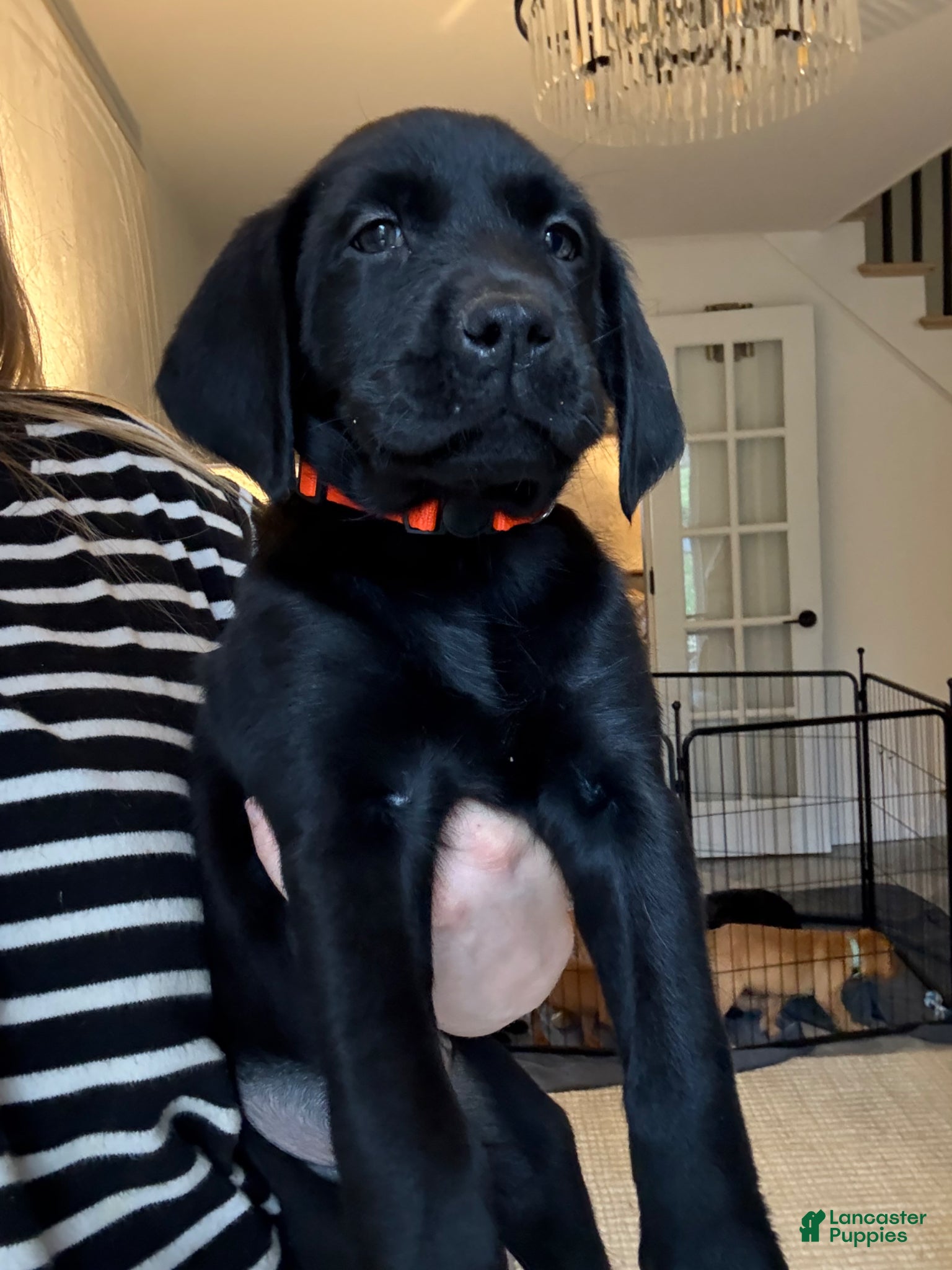 Labrador Retriever dogs Orange Collar Male - Ad 1