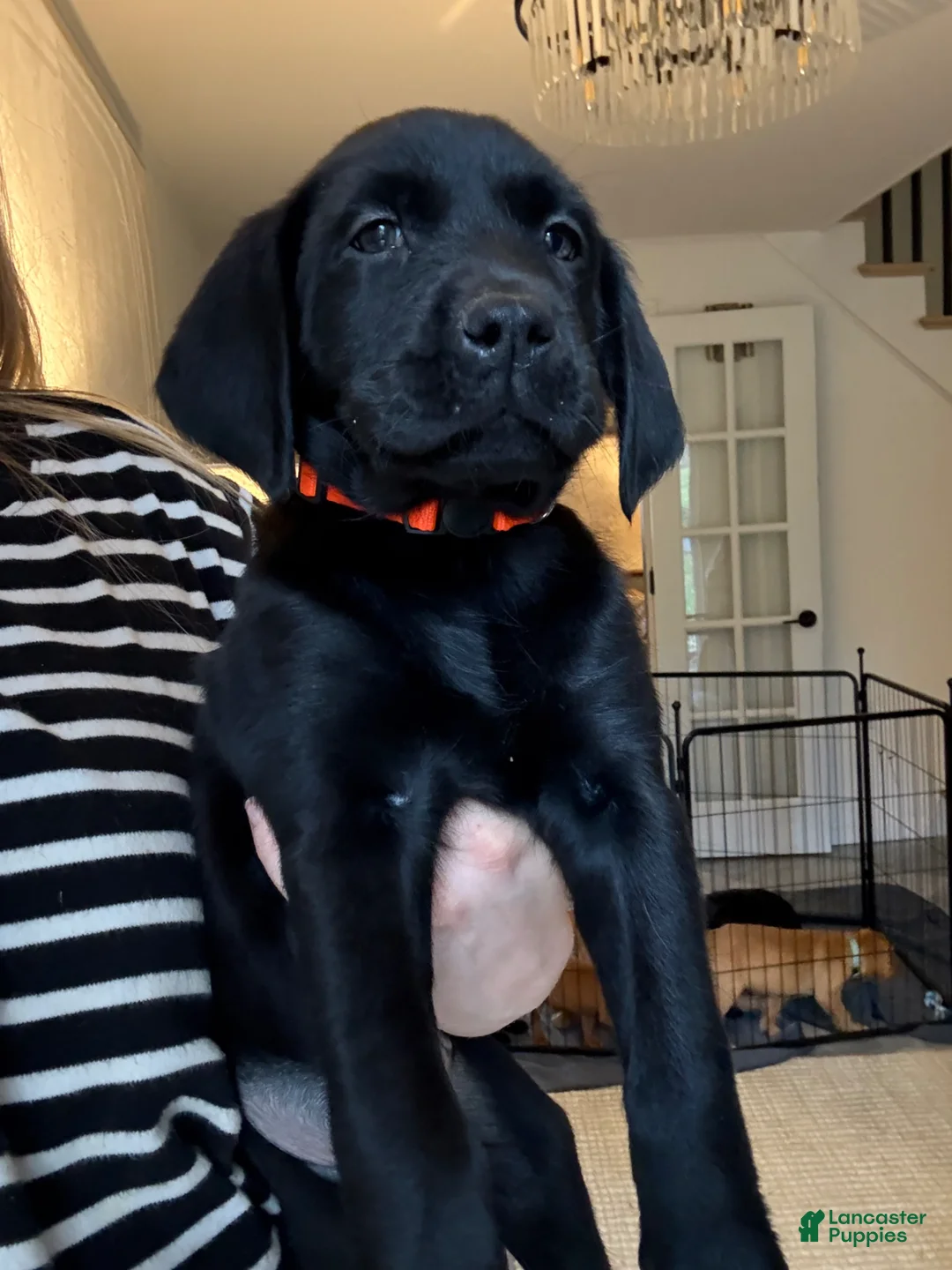 Labrador Retriever dogs for sale: Orange Collar Male - Ad 1