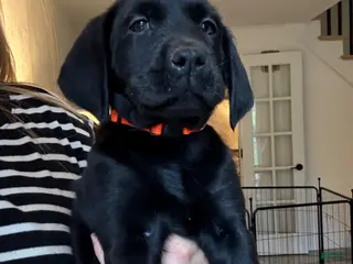 Labrador Retriever dogs for sale: Orange Collar Male - Ad 1